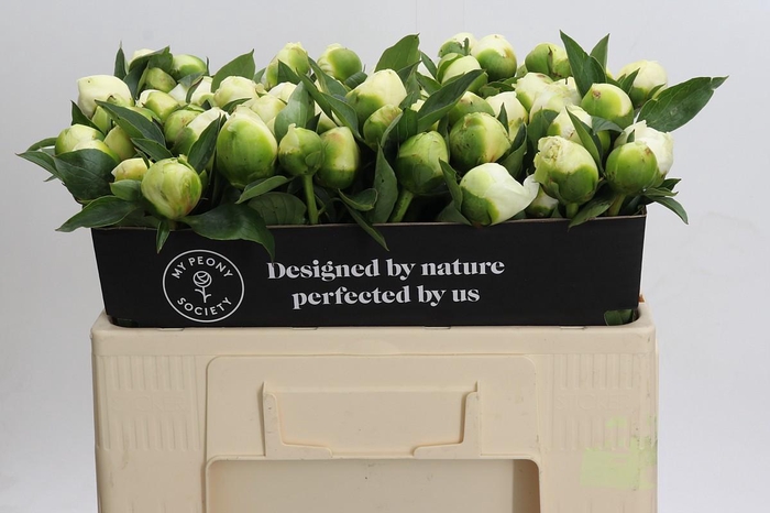 <h4>Paeonia Lact. Bridal  Shower</h4>