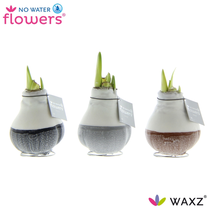 <h4>No Water Flowers Waxz® Dipz Natural</h4>