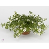 CALIB CA WHITE IMPR