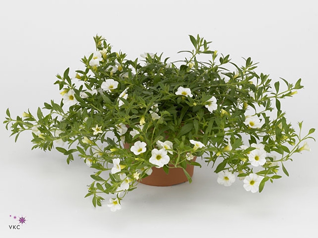 CALIB CA WHITE IMPR