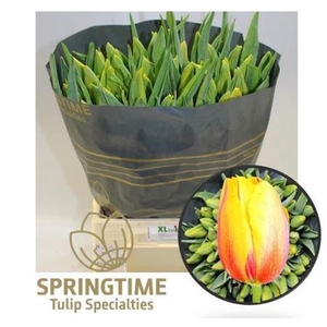 Tu Fra En La Courtine