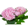 HORTENSIA FORCE 050 CM ROSA