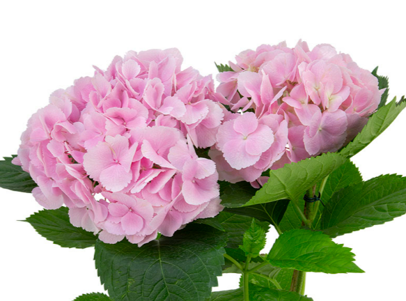 HORTENSIA FORCE 050 CM ROSA