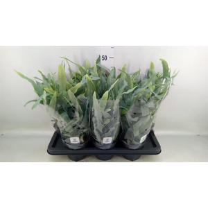 Phlebodium aureum 'Blue Star'