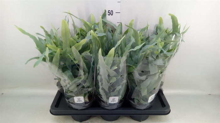 <h4>Phlebodium aureum 'Blue Star'</h4>