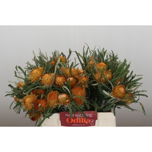 Banksia Dryandra