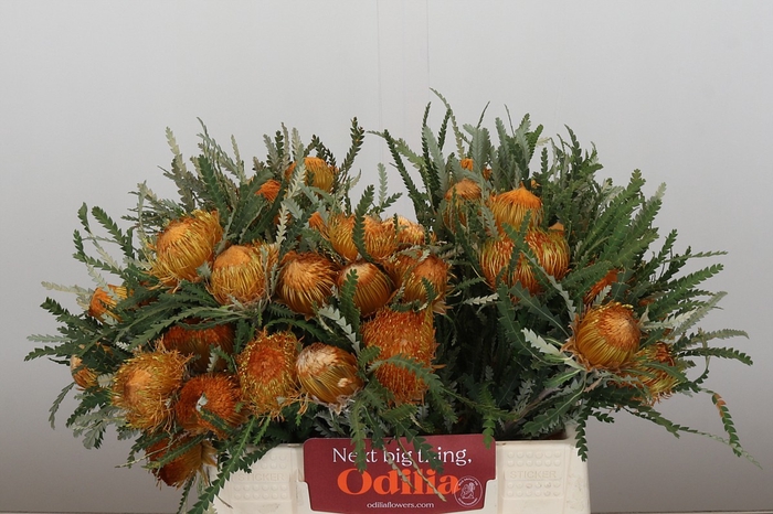 Banksia Dryandra