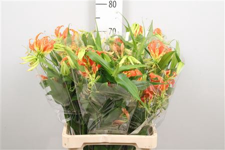 <h4>Gloriosa Exot Orange Long</h4>