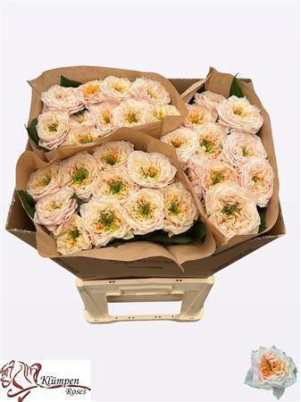 <h4>ROSA GR 'SIRA GARDENS'</h4>