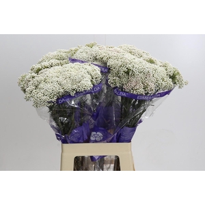 Ozothamnus Cooks Snow White