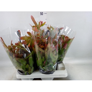 Rhipsalis   ...