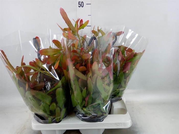 <h4>Rhipsalis   ...</h4>