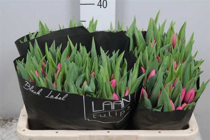 <h4>Tu En Christm Dream</h4>