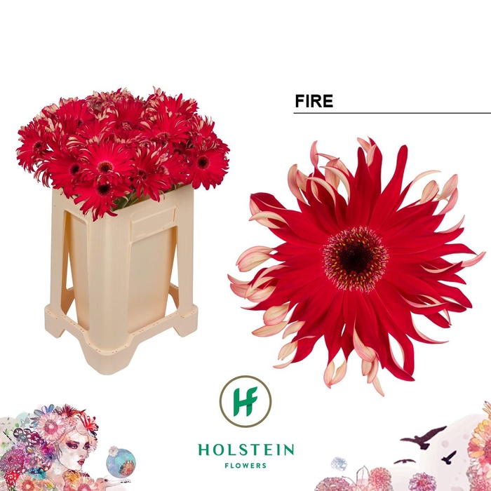 <h4>GE KV GPA FIRE</h4>