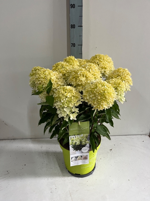 <h4>HYDR PANICULATA</h4>