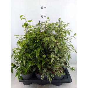 Ficus benja.   ...mix