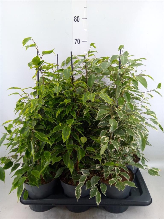 <h4>Ficus benja.   ...mix</h4>