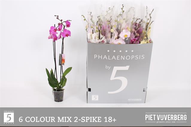 <h4>PHAL GEM 6 KL</h4>