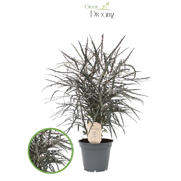 <h4>Dizygotheca Elegantissima Aralia</h4>