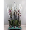 Phalaenopsis   ...