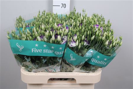 Eus G Rosi Blue Pico