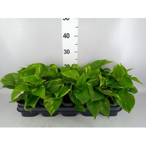 Epipremnum pinn. 'Aureum'