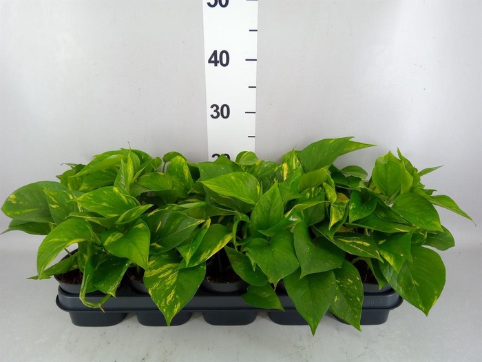 <h4>Epipremnum pinn. 'Aureum'</h4>