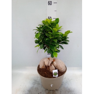 Ficus microcarpa 'Ginseng'