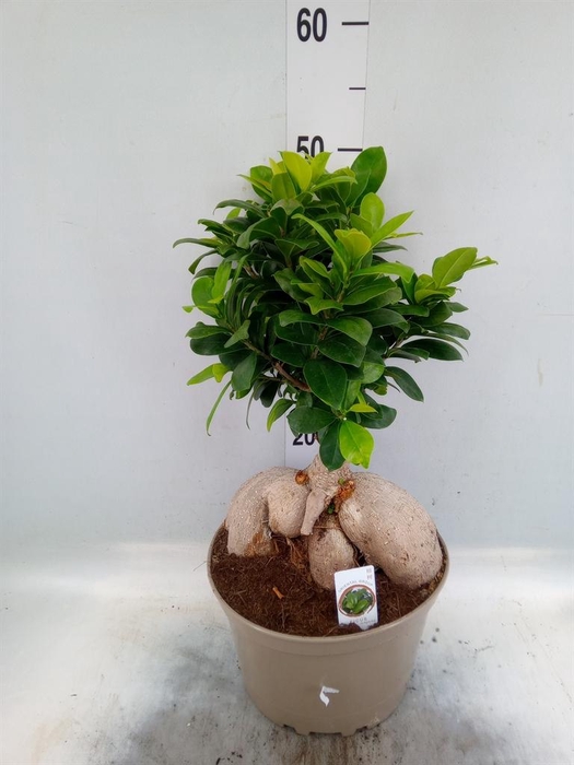 <h4>Ficus microcarpa 'Ginseng'</h4>