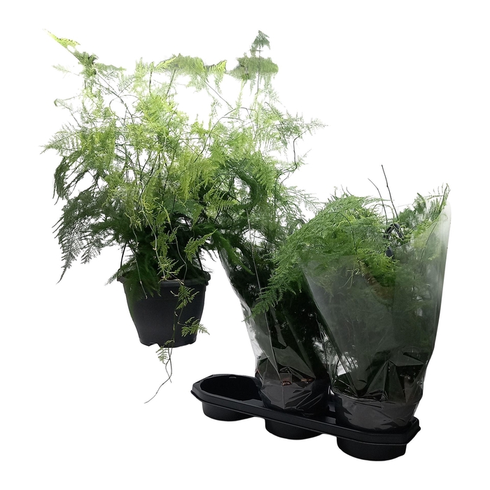 <h4>Asparagus setaceus</h4>