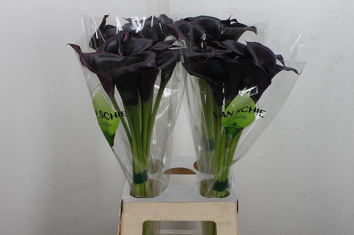 <h4>Zant Odessa</h4>