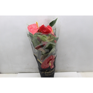 ANTHURIUM MICHIGAN P17 PREMIUM