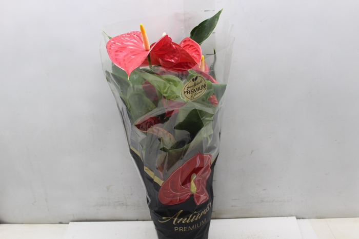 <h4>ANTHURIUM MICHIGAN P17 PREMIUM</h4>