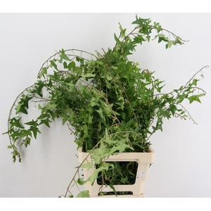 HEDERA H BLAD