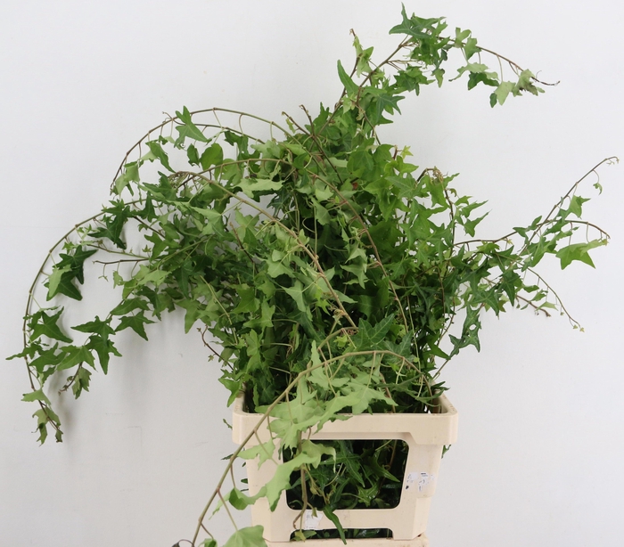 <h4>HEDERA H BLAD</h4>