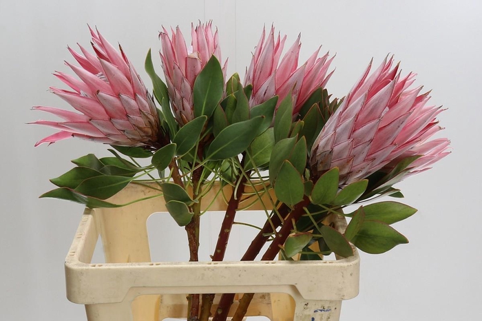 <h4>Protea Cynaroides</h4>