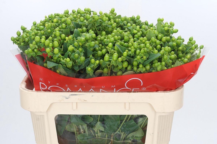 <h4>Hypericum Jungle Romance Spray</h4>