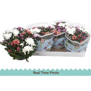 CHRYS MO AUB GEM POT