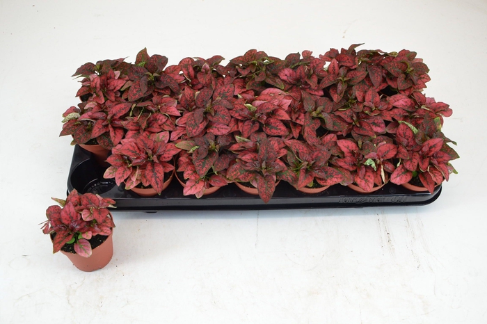 <h4>HYPOEST CONF C RED</h4>