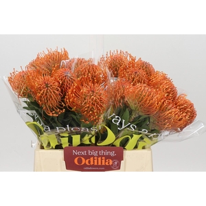 Nutans Ayoba Mandarin Zest