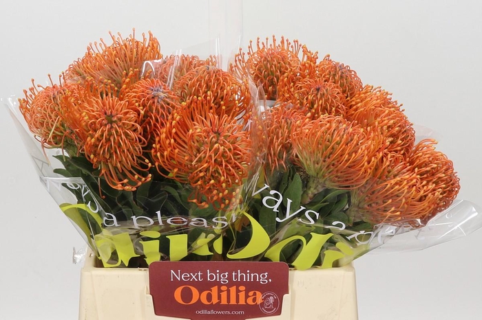 <h4>Nutans Ayoba Mandarin Zest</h4>
