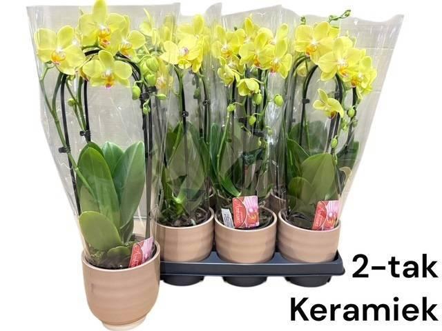 <h4>ARR PHALA MT 14+</h4>