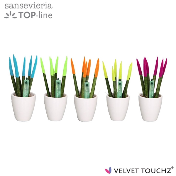 <h4>Sansevieria VELVET TOUCHZ® Mix Ibiza in keramiek Osaka wit</h4>