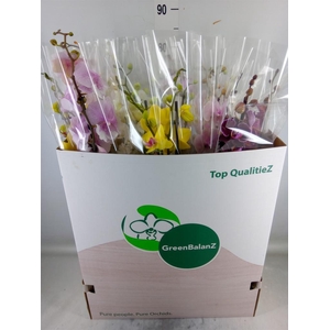 Phalaenopsis   ...mix