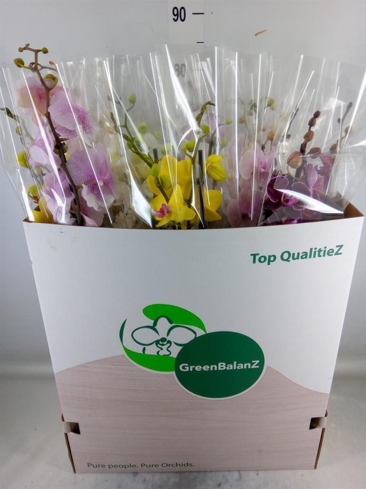 <h4>Phalaenopsis   ...mix</h4>