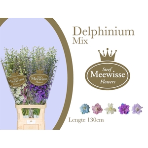 Delphinium Mix