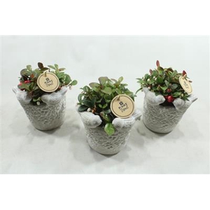 3578 VOGELPOTJE GAULTHERIA