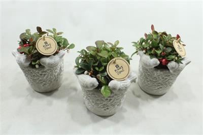 <h4>3578 VOGELPOTJE GAULTHERIA</h4>