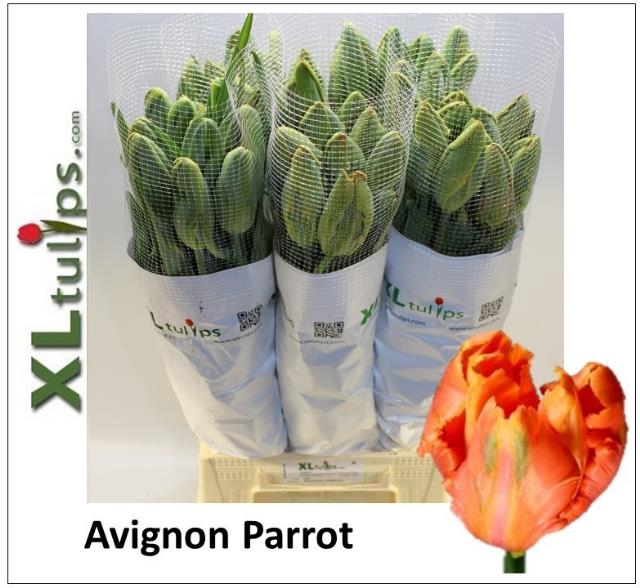 <h4>TU PA AVIGNON PARROT</h4>