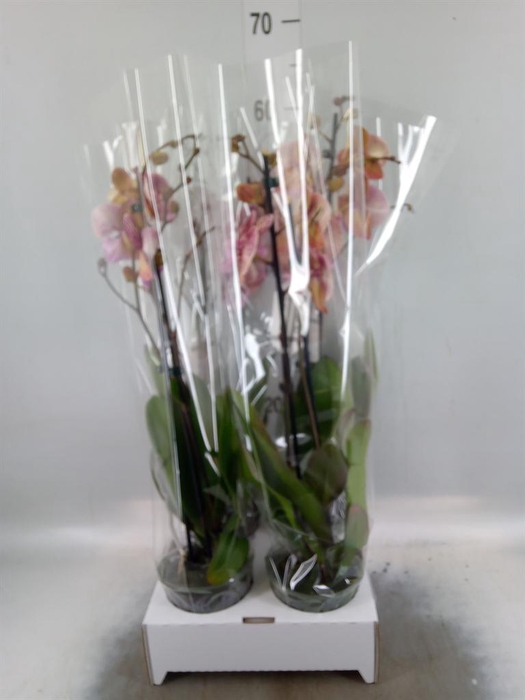 <h4>Phalaenopsis   ...red</h4>